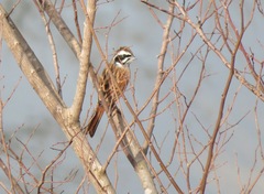 Emberiza cioides