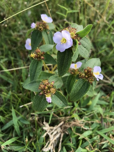 Antherotoma naudinii