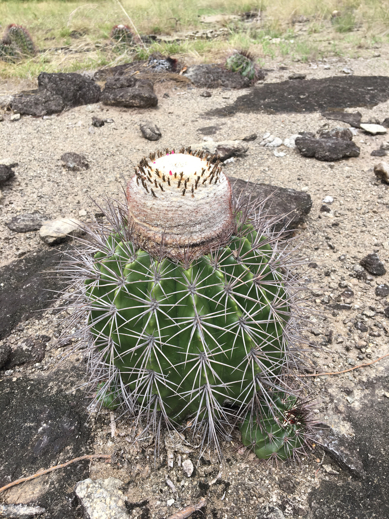 Melocactus smithii