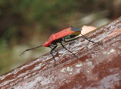 Dindymus sanguineus