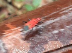 Dindymus sanguineus