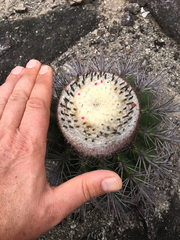 Melocactus smithii