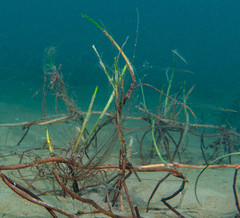 Aglaophenia elongata