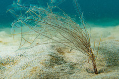 Aglaophenia elongata