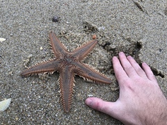 Astropecten aranciacus