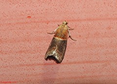 Acrobasis demotella