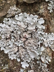 Parmelina