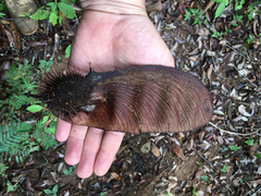 Centrolobium tomentosum