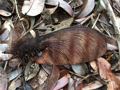 Centrolobium tomentosum