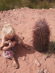 Echinopsis leucantha