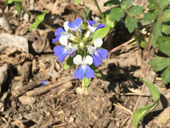 Collinsia verna