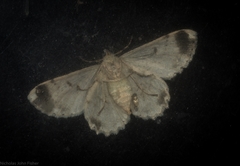 Cleora decisaria