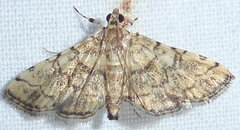 Lamprosema tampiusalis