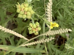 Osteospermum muricatum