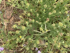 Osteospermum muricatum