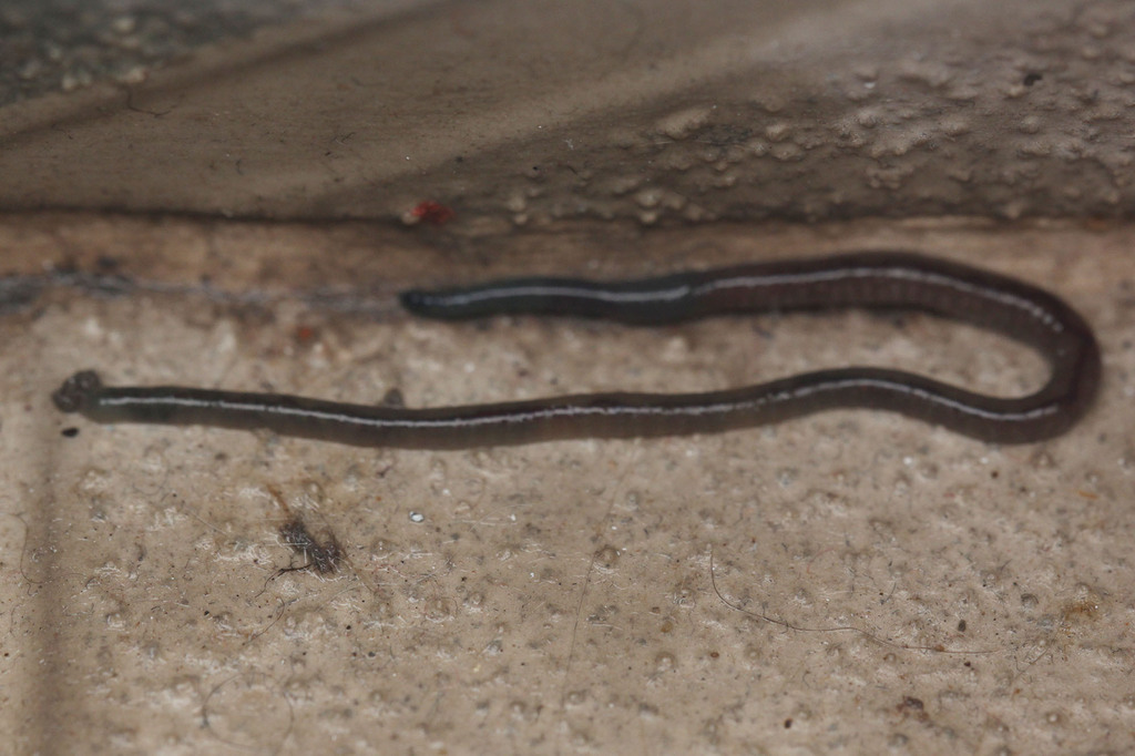 Dichogaster annae