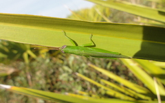 Stenacris vitreipennis