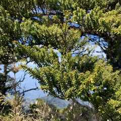 Tsuga chinensis