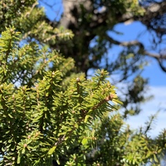 Tsuga chinensis