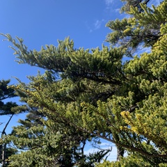 Tsuga chinensis