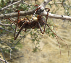Acanthoplus longipes
