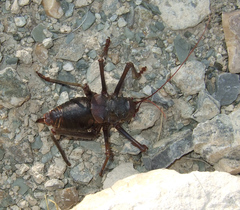 Acanthoplus longipes