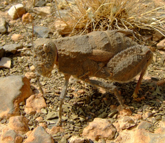 Trachypetrella anderssonii