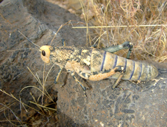 Puncticornia puncticornis