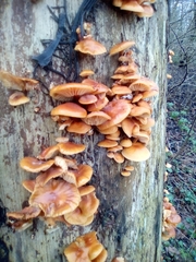 Fungi
