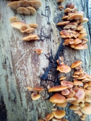 Fungi