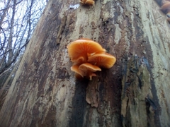 Fungi