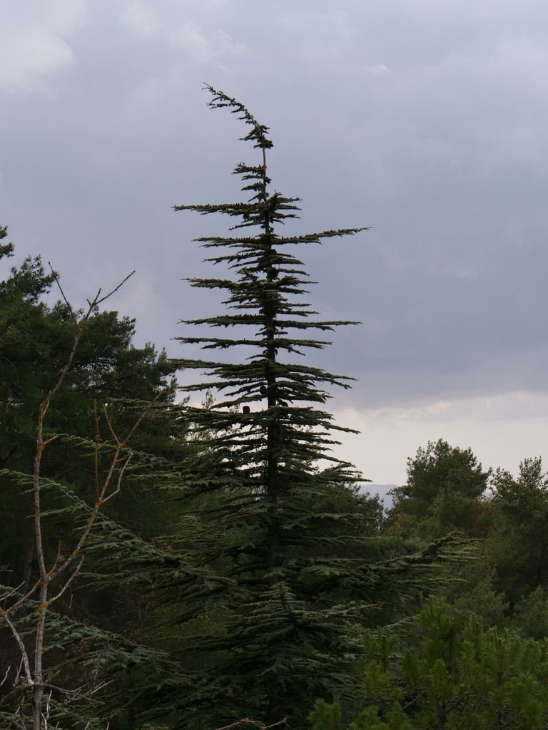 Cyprus cedar (Cedrus brevifolia)