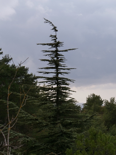 Cyprus cedar (Cedrus brevifolia)
