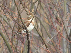 Emberiza rustica