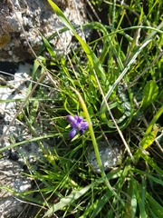 Muscari inconstrictum