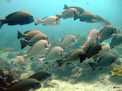 Plectorhinchus schotaf