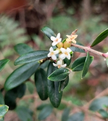 Pimelea drupacea