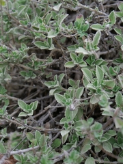 Marios Thoma, CC BY, iNaturalist via GBIF Pterocephalus multiflorus, photograph Marios Thoma, CC BY, iNaturalist via GBIF