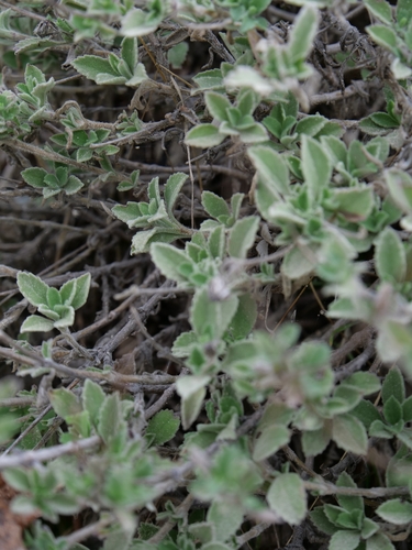 Pterocephalus multiflorus, photograph 4