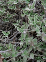 Marios Thoma, CC BY, iNaturalist via GBIF Pterocephalus multiflorus, photograph Marios Thoma, CC BY, iNaturalist via GBIF