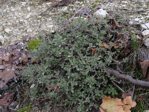 Pterocephalus multiflorus, photograph 5