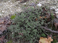 Marios Thoma, CC BY, iNaturalist via GBIF Pterocephalus multiflorus, photograph Marios Thoma, CC BY, iNaturalist via GBIF