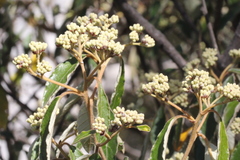 Pomaderris intermedia