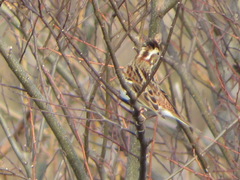 Emberiza rustica