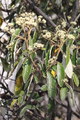 Pomaderris intermedia