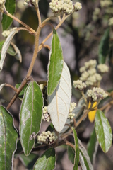 Pomaderris intermedia