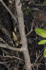 Pomaderris intermedia