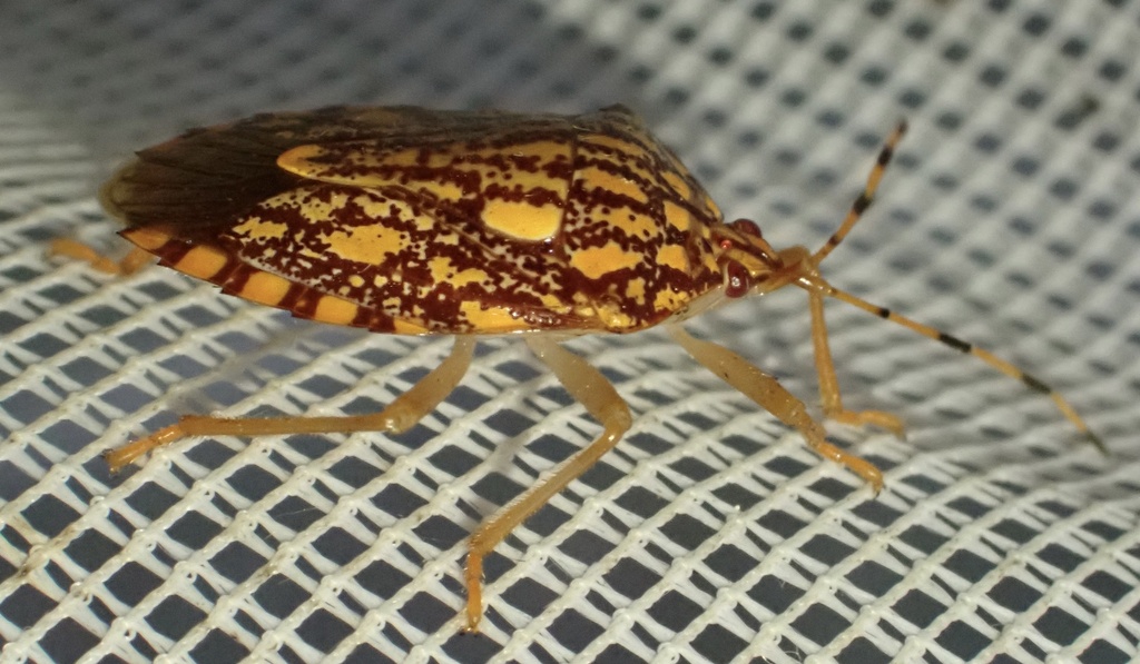 Phalaecus pustulatus
