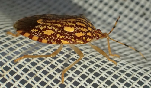 Phalaecus pustulatus