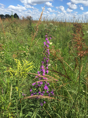 Liatris scariosa